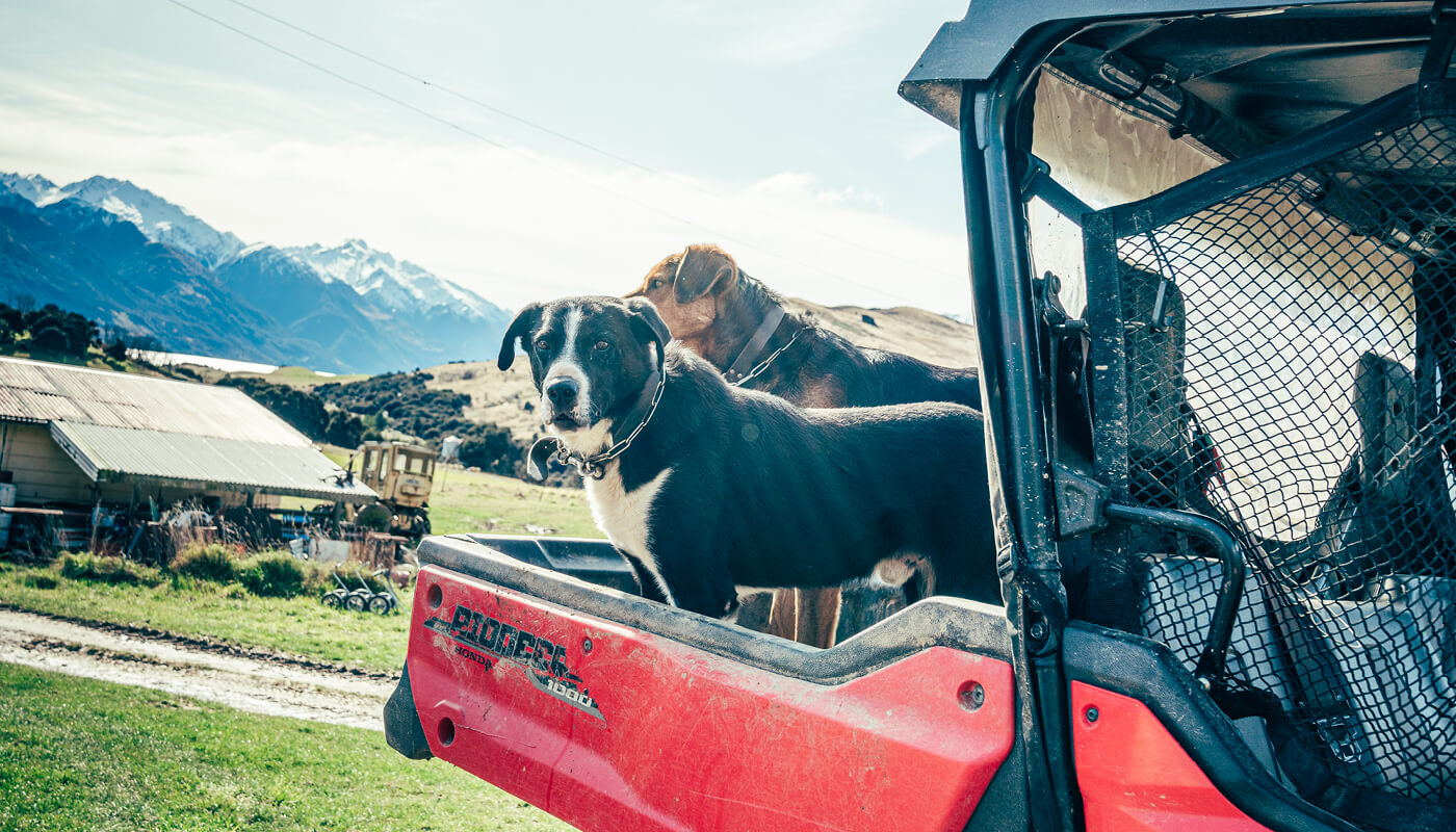 Honda_Stories_Zig-Zag_Best_On_Earth_1400_x_800